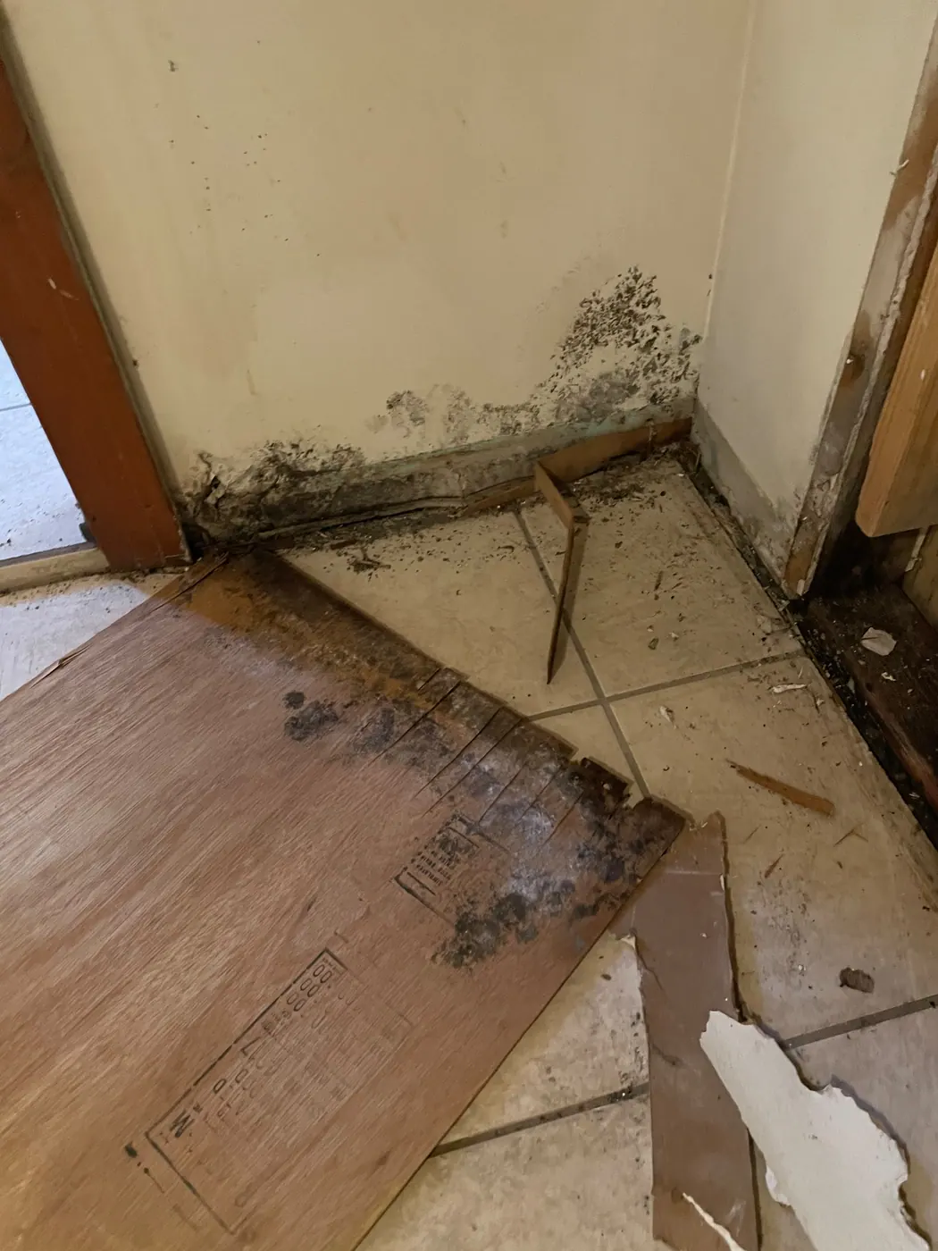 Real First Choice Floor Care mold remediation project photo 1